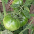 tomates dscn2120