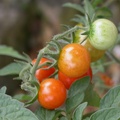 tomates dscn2123