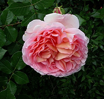 007 abraham darby 5957