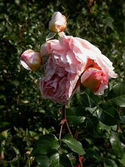 014 abraham darby 6950