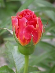 395 marie claire 6603