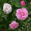 413 mary rose 5509
