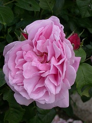 415 mary rose 5595