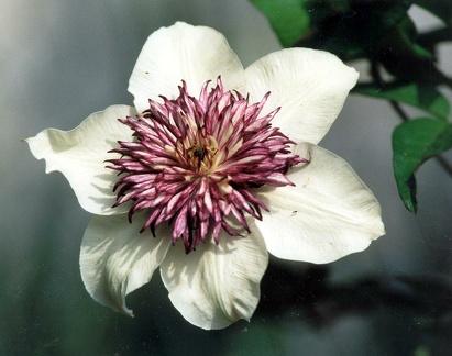 c.florida sieboldii