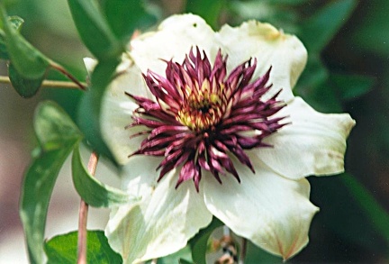 c.florida sieboldii 2