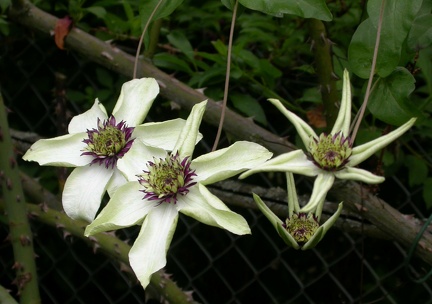 c.florida sieboldii bicolor 0167