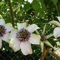 c.florida sieboldii bicolor 0231