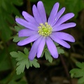 anemone blanda 4456