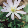 anemone blanda3