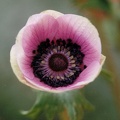 anemone caen