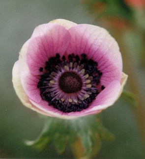 anemone caen