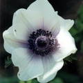 anemone de caen 3