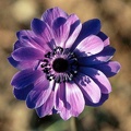 anemone de caen 4