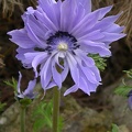 anemone de caen 4444