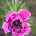 anemone de caen 4621