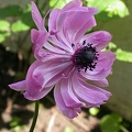 anemone de caen 4883