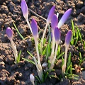 crocus violet 3682