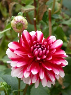 dahlia