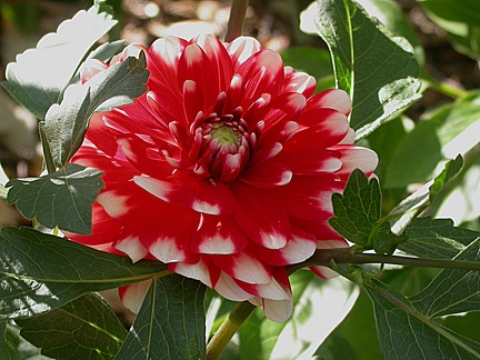 dahlia 8427