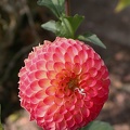 dahlia atoll 8313