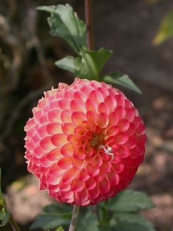 dahlia atoll 8313