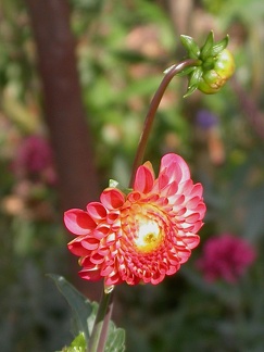 dahlia atoll 8318