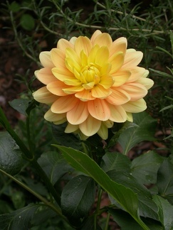 dahlia clovis 8123