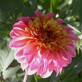 dahlia floorinoor 8311