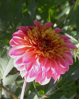 dahlia floorinoor 8311