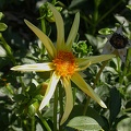 dahlia honka 8434