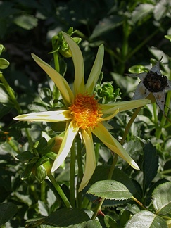 dahlia honka 8434