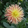 dahlia nancy 2