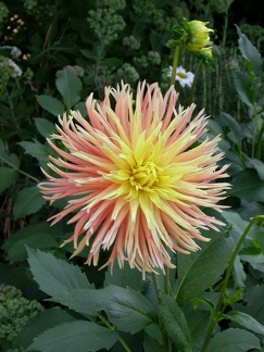 dahlia nancy 2