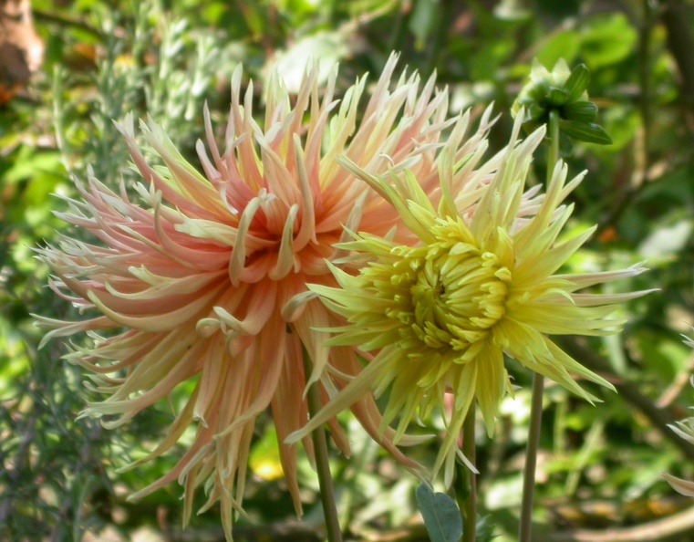 dahlia nancy 3