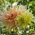 dahlia nancy 3