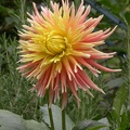 dahlia nancy 8124