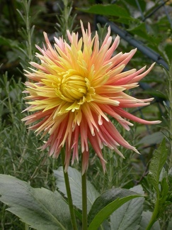 dahlia nancy 8124