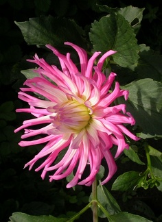 dahlia stars favourite 2