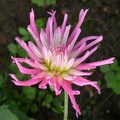 dahlia stars favourite