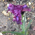 iris lil  cherry garden4497