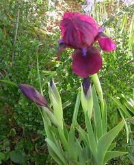 iris lil cherry garden 0618