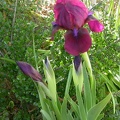 iris lil cherry garden 0618