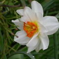 narcisse flower drift 4377