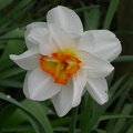 narcisse flower drift 4378