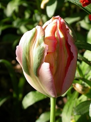 tulipe  4543