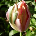 tulipe  4543