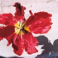 tulipe 1