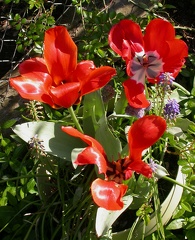 tulipe 4520
