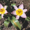 tulipe bot  saxatilis