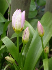tulipe bot saxatilis 4452
